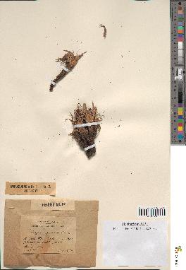 spécimen de Scorzonera pygmaea