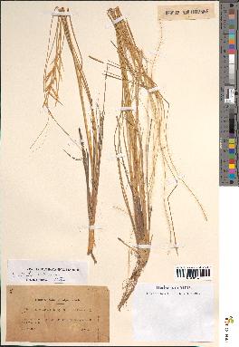 spécimen de Stipa pennata