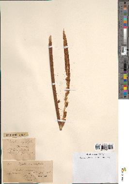 spécimen de Typha australis
