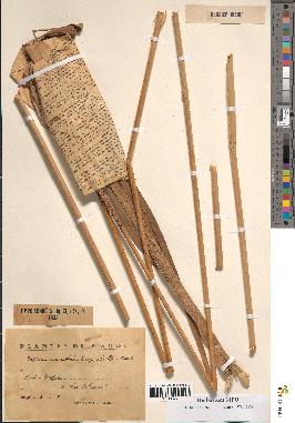spécimen de Typha australis