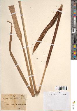 spécimen de Typha australis