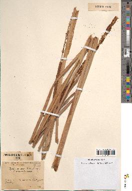 spécimen de Typha australis
