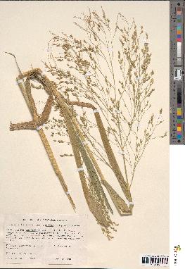 spécimen de Panicum miliaceum