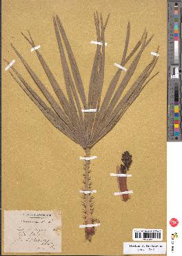 spécimen de Chamaerops humilis