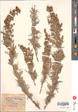 spécimen de Artemisia arborescens