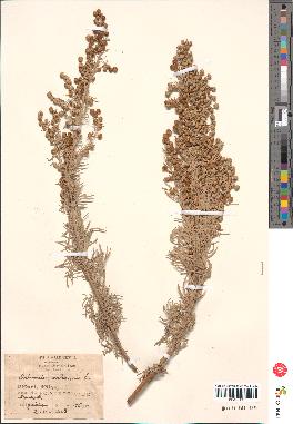 spécimen de Artemisia arborescens