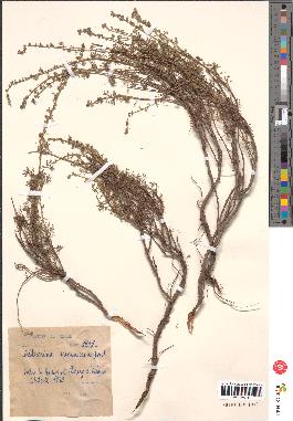 spécimen de Artemisia incanescens