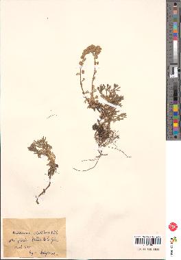 spécimen de Artemisia mutellina