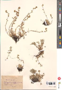 spécimen de Artemisia mutellina