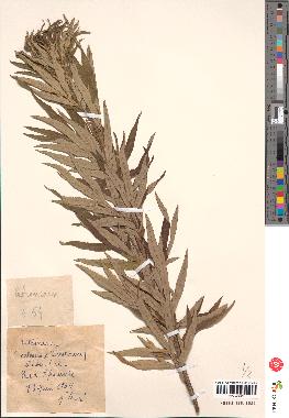 spécimen de Artemisia vulgaris