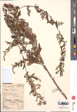 spécimen de Artemisia vulgaris