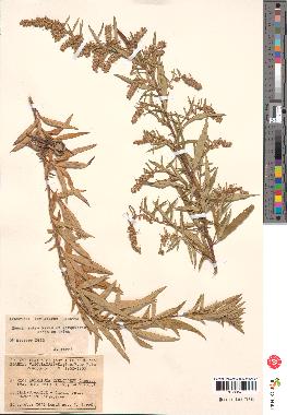 spécimen de Artemisia verlotiorum