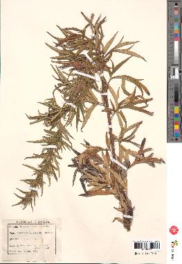 spécimen de Artemisia verlotiorum