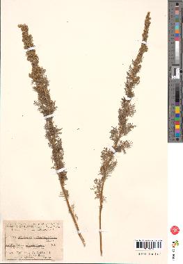 spécimen de Artemisia chamaemelifolia