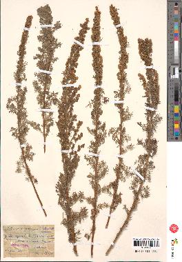 spécimen de Artemisia chamaemelifolia