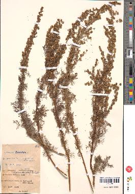 spécimen de Artemisia chamaemelifolia