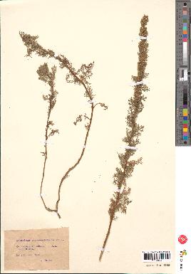 spécimen de Artemisia chamaemelifolia