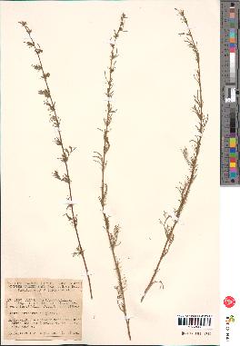 spécimen de Artemisia campestris