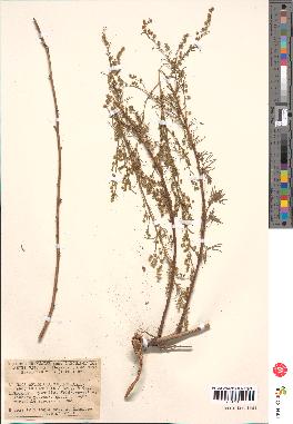 spécimen de Artemisia campestris