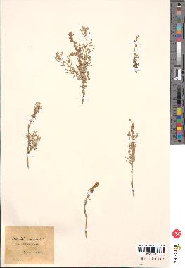 spécimen de Artemisia campestris