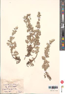 spécimen de Artemisia gallica