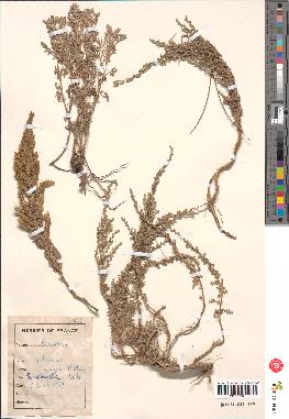 spécimen de Artemisia gallica