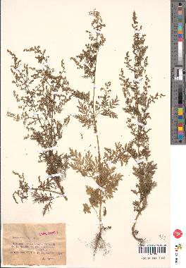 spécimen de Artemisia annua