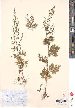 spécimen de Artemisia annua