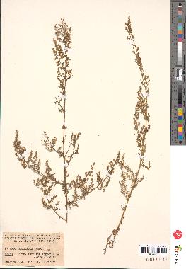 spécimen de Artemisia annua