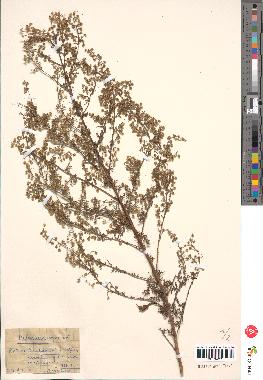 spécimen de Artemisia annua