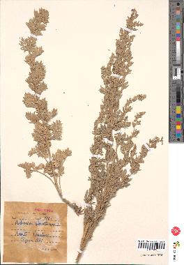 spécimen de Artemisia absinthium