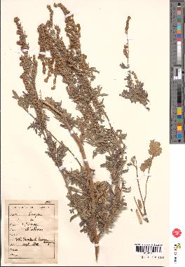 spécimen de Artemisia absinthium