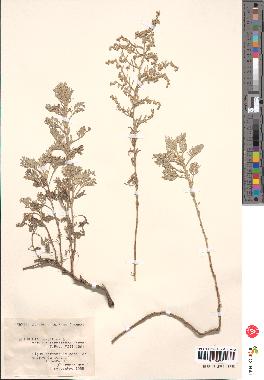 spécimen de Artemisia maritima