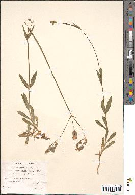 spécimen de Silene vulgaris angustifolia