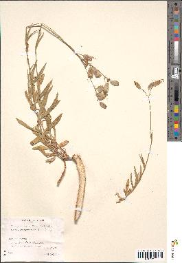 spécimen de Silene vulgaris angustifolia