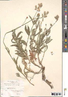 spécimen de Silene vulgaris angustifolia