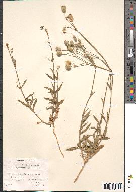 spécimen de Silene vulgaris angustifolia