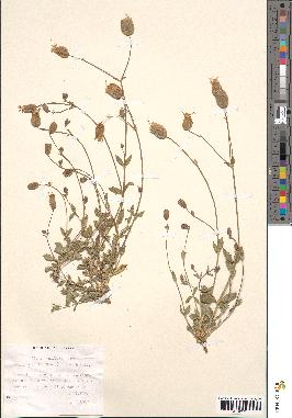 spécimen de Silene uniflora