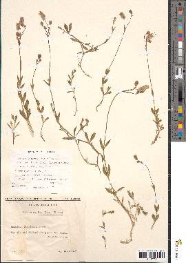 spécimen de Silene vulgaris