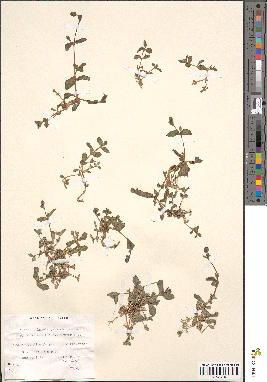 spécimen de Silene vulgaris