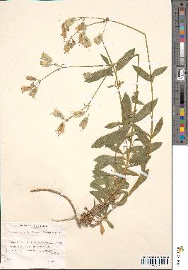 spécimen de Silene vulgaris