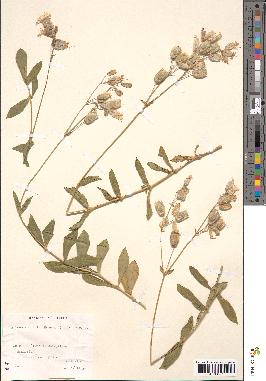 spécimen de Silene vulgaris