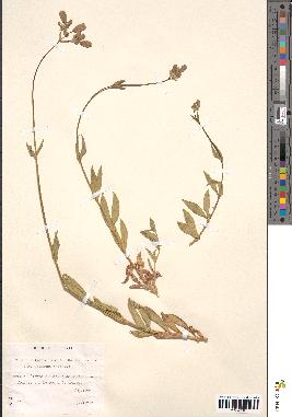 spécimen de Silene vulgaris