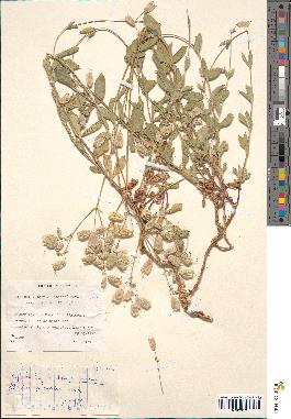 spécimen de Silene vulgaris