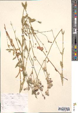 spécimen de Silene vulgaris