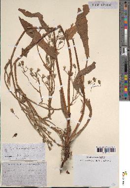 spécimen de Crepis taraxacifolia