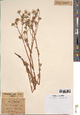 spécimen de Crepis taraxacifolia