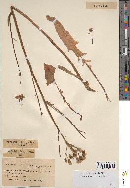 spécimen de Crepis taraxacifolia