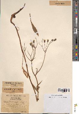 spécimen de Crepis taraxacifolia