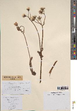 spécimen de Crepis taraxacifolia